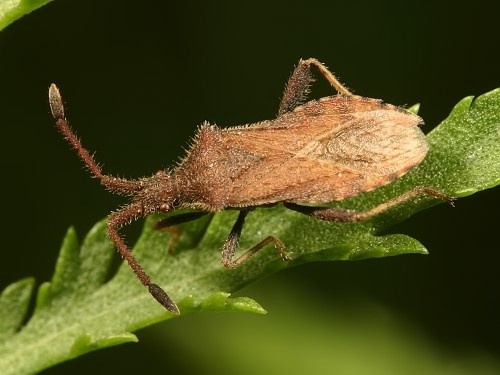 Coriomeris denticulatus