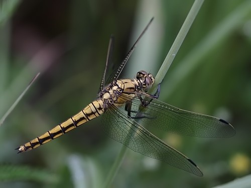 vážka rybničná / vážka černořitná / Black-tailed Skimmer