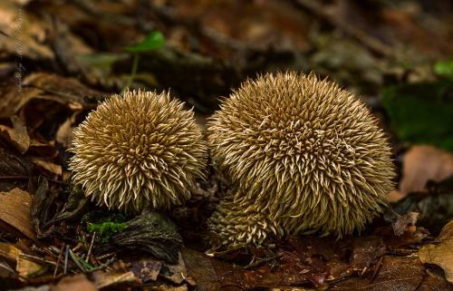 prášnica pichliačová / pýchavka ježatá