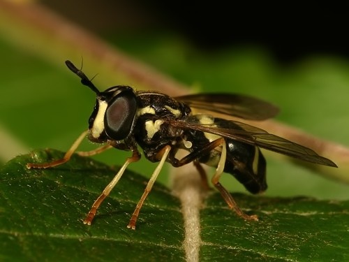 Chrysotoxum bicincta
