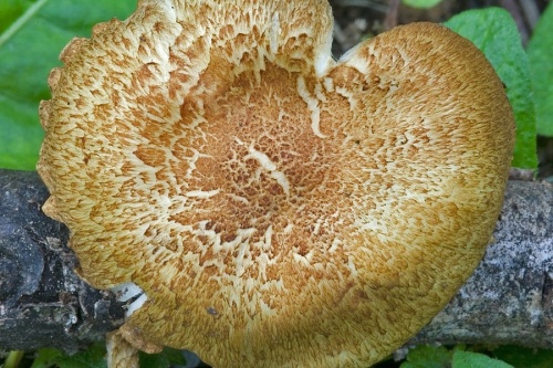 vláknica / vláknice lysonohá