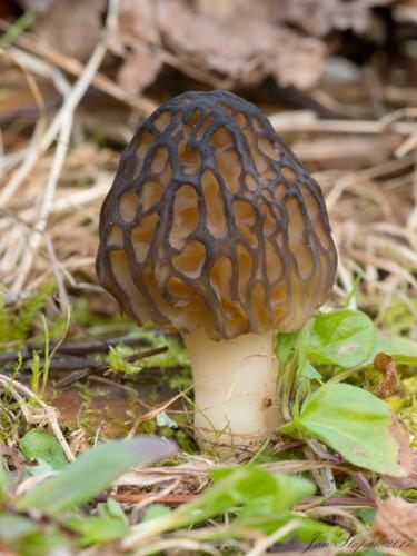 smrčok (bližšie neurčený)