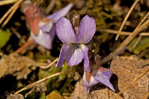 fialka bližšie neurčená