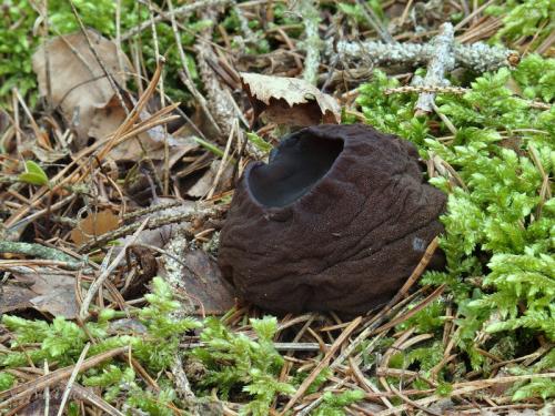 mäsovec guľatý / masečník kulovitý