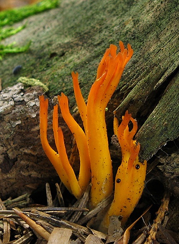 parôžkovec lepkavý / krásnorůžek lepkavý