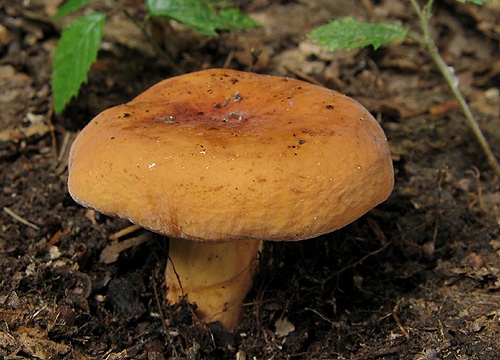 rýdzik surovičkový / ryzec syrovinka