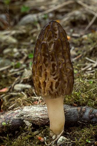 smrčok (bližšie neurčený)