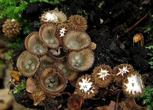 čiaškovec pásikavý / číšenka rýhovaná