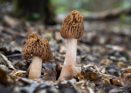 smrčkovec český / kačenka česká