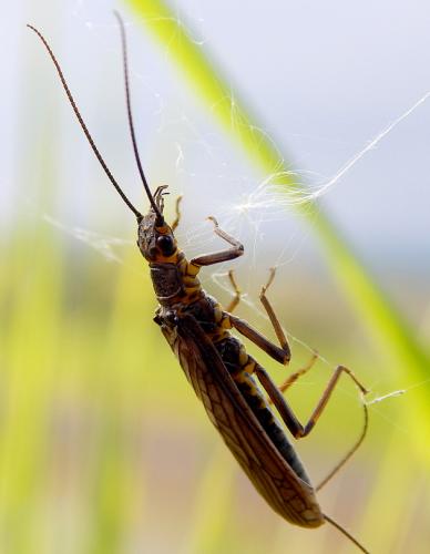 Perlodes intricatus