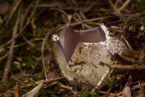 tulipánovka fialová / baňka velkokališná