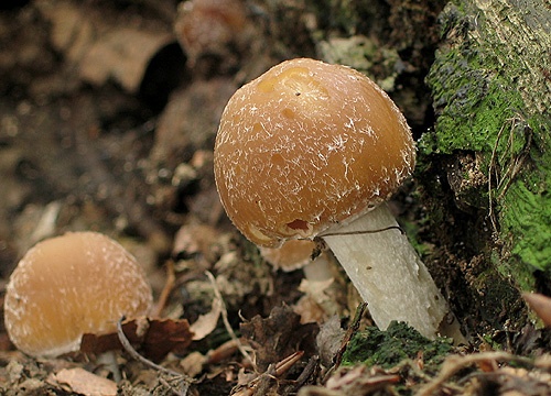 drobuľka (bližšie neurčená)