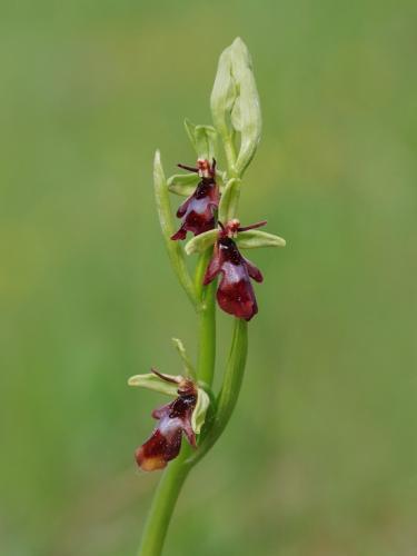 hmyzovník muchovitý