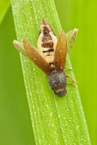 hubka, voľajaká bovéria či čo?