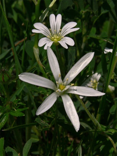 bledavka okolíkatá