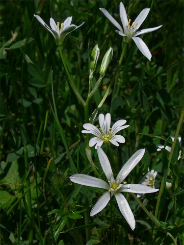 bledavka okolíkatá