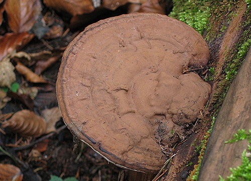 lesklokôrovka plochá / lesklokorka ploská