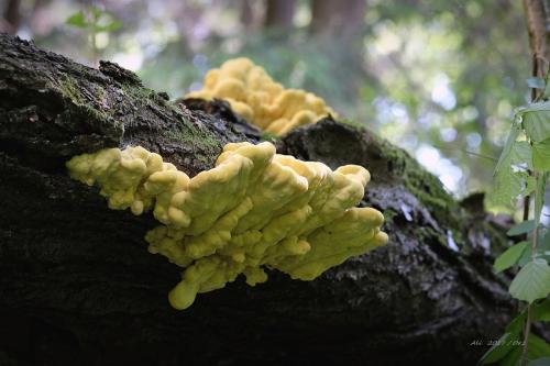 sírovec obyčajný / sírovec žlutooranžový