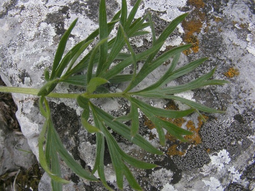 poniklec veľkokvetý