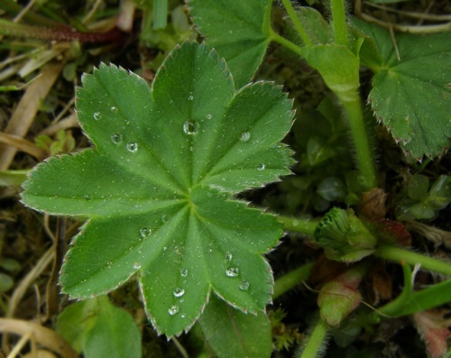 alchemilka pasienková