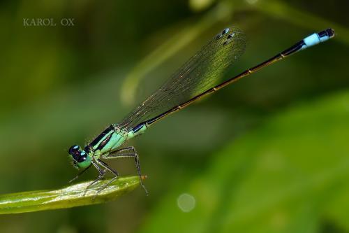 šidielko väčšie / šidélko větší / Common Bluetail
