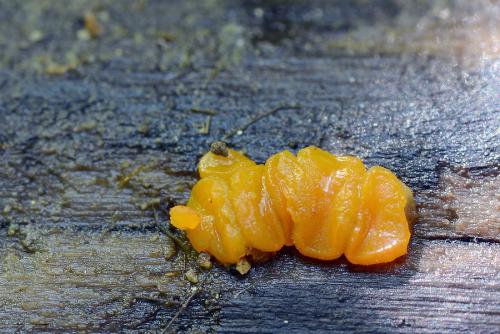 miladina / miladinka vodní (žlutá)