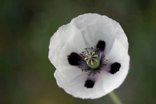 mak pochybný bielokvetý
