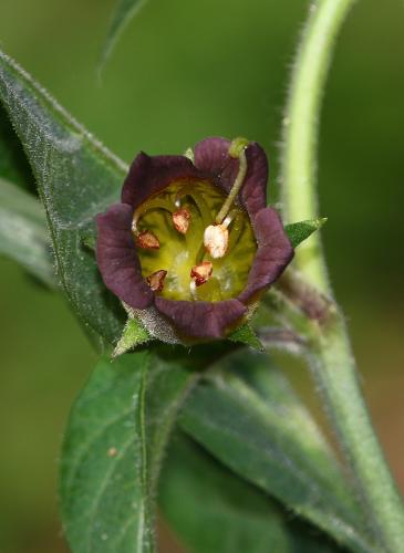 ľuľkovec zlomocný