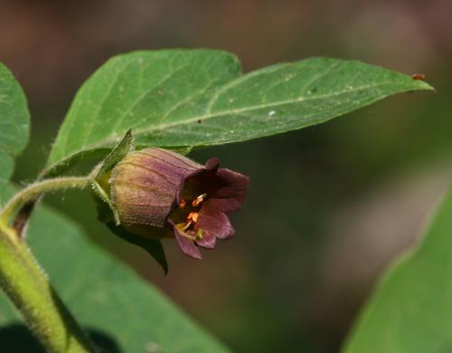 ľuľkovec zlomocný