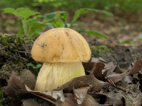 kozák žltopórový / kozák dubový