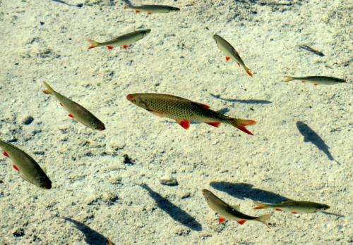 červenica ostrobruchá