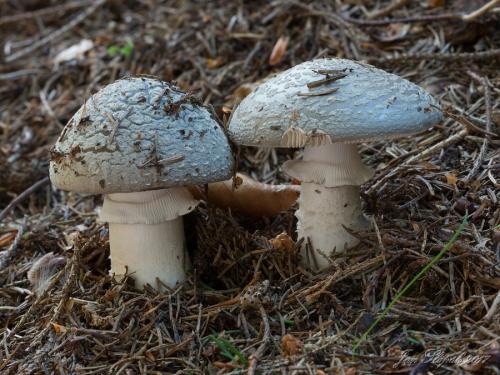 muchotrávka hrubá / muchomůrka šedivka