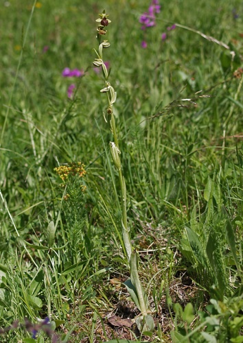 hmyzovník pavúkovitý