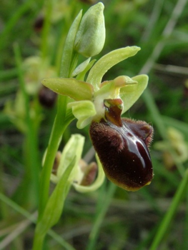 hmyzovník pavúkovitý