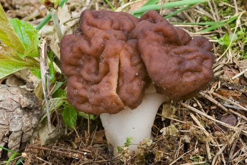 ušiak obyčajný / ucháč obecný