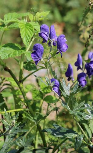 prilbica tuhá moravská