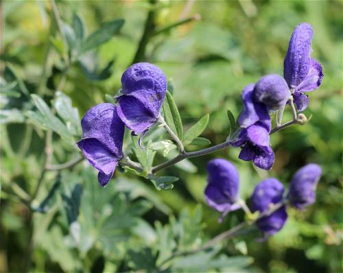 prilbica tuhá moravská