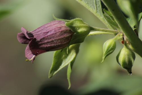 ľuľkovec zlomocný