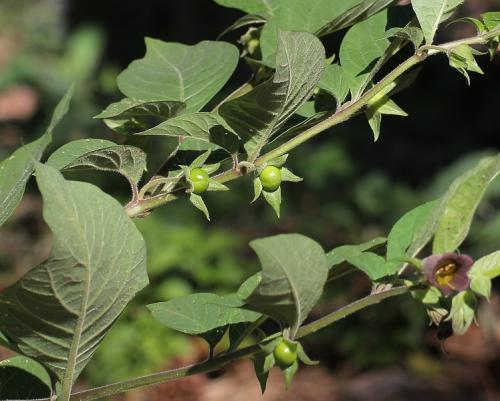 ľuľkovec zlomocný