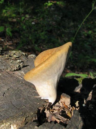 Bondarzewia mesenterica ?