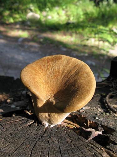 Bondarzewia mesenterica ?