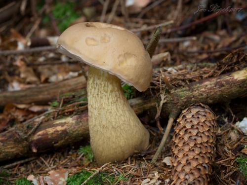 podhríb žlčový / hřib žlučník