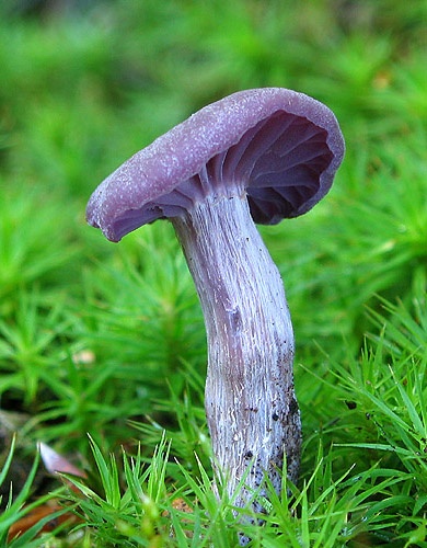 lakovka ametystová /lakovka ametystová