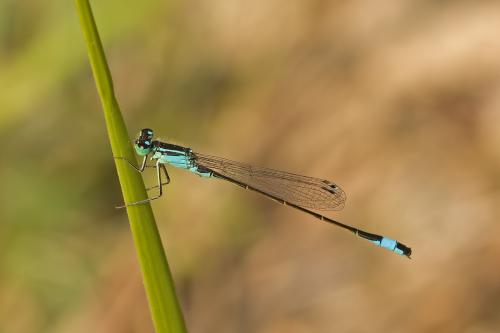 šidielko väčšie / šidélko větší / Common Bluetail