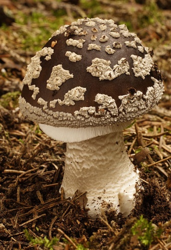 muchotrávka hrubá / muchomůrka šedivka