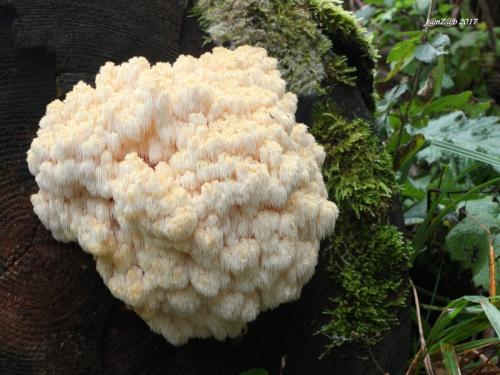 koralovec jedľový / korálovec jedlový