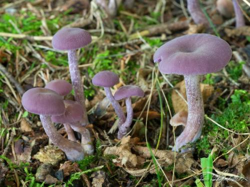 lakovka ametystová /lakovka ametystová