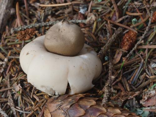 hviezdovka strapkatá / hvězdovka brvitá