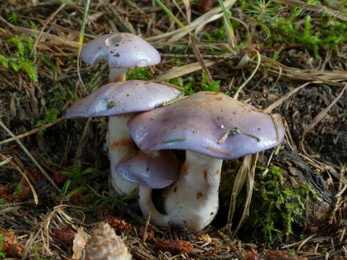 pavučinovec modrý / pavučinec modrý