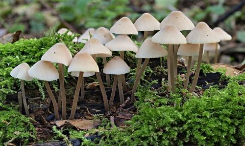 prilbička ružovolupeňová / helmovka tuhonohá